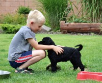 /album/datum-narozeni-stenatek-je-09-06-2016/kralovsky-pudl-bimbo-9-jpg/